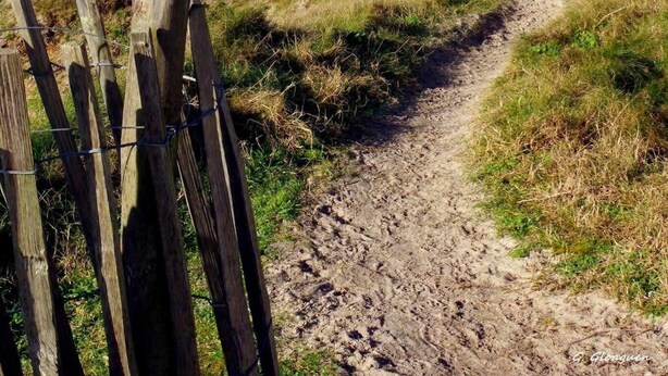 Un sendero arenoso que lleva al océano, con una cerca de madera a un lado y casas a lo lejos.