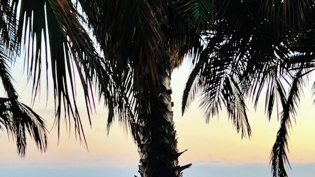 A beach scene with a dog, palm trees, and the ocean. - T-Street 3 Bed Beach Bungalow w/ Pool  (San Clemente)