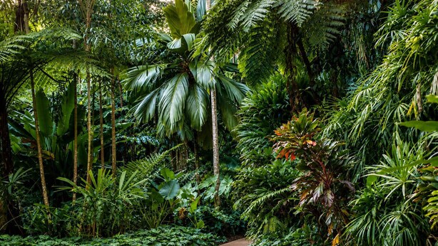 Un sentier traverse un jardin luxuriant, où l’on peut admirer une variété de plantes et d’arbres tropicaux.