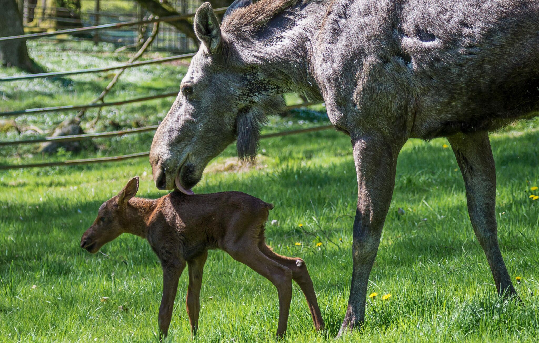 Ein junges Reh mit seiner Mutter auf einer Wiese.