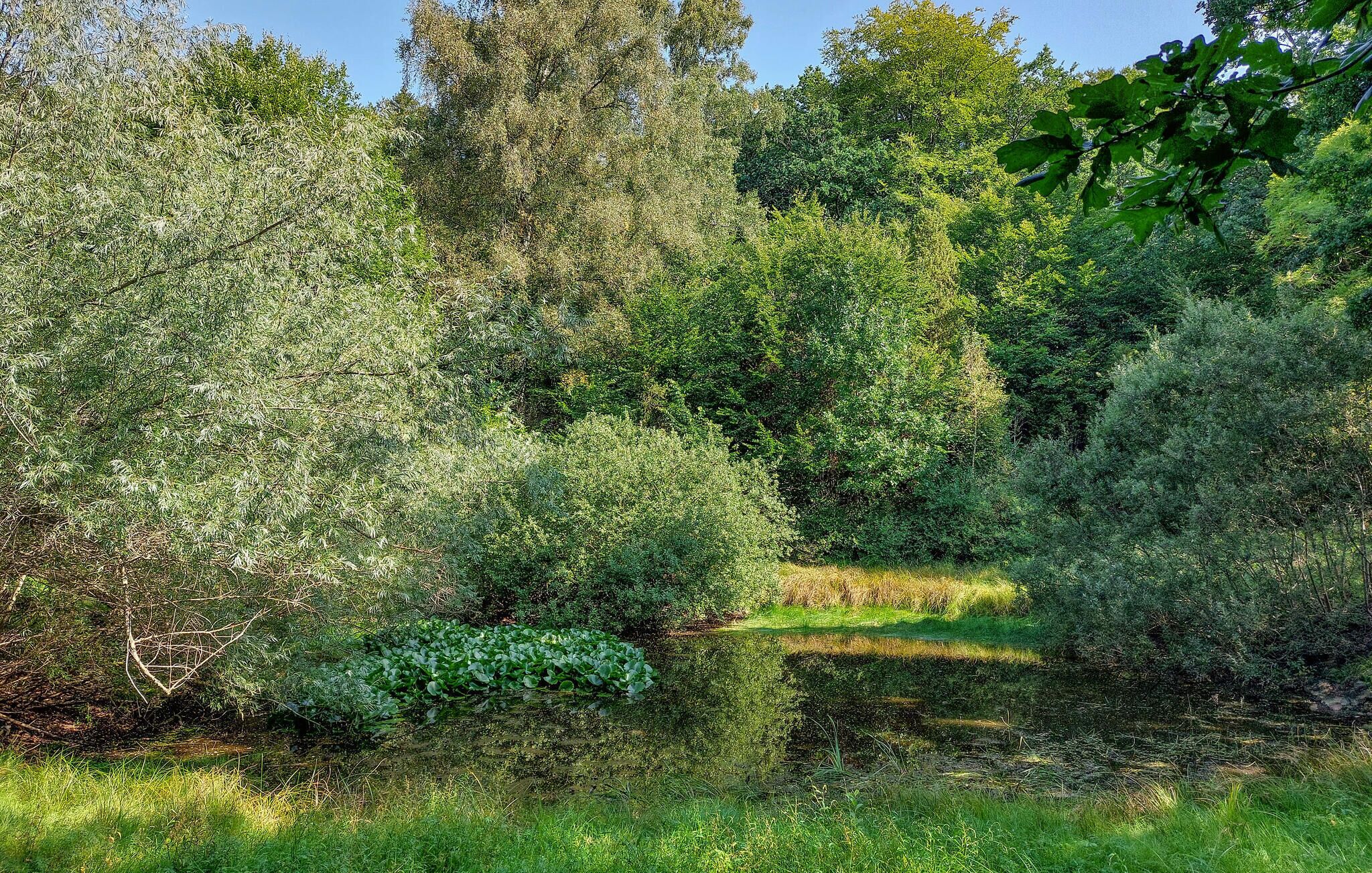 Un estany tranquil envoltat de vegetació abundant i arbres.