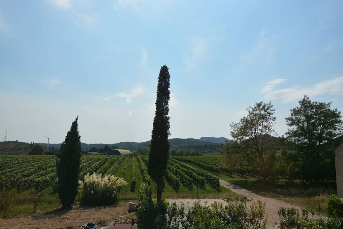 Un vignoble avec des rangées de vignes, de grands cyprès et un chemin de terre.