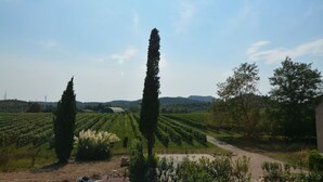 A vineyard with rows of grapevines, tall cypress trees, and a dirt path.