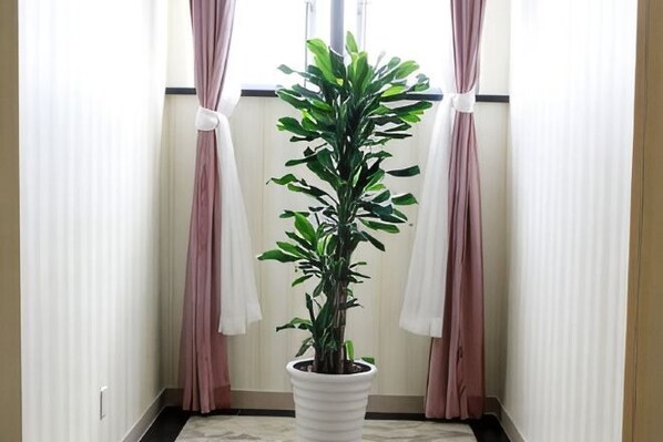 A potted plant in a corner with curtains.