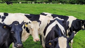 A group of cows in a grassy field with trees in the background. - Rural Cosy Cabin with Wood-Fired Hot Tub (Whitchurch)