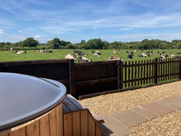 A view of a grassy field with cows grazing, a wooden fence, and a hot tub area. - Rural Cosy Cabin with Wood-Fired Hot Tub (Whitchurch)