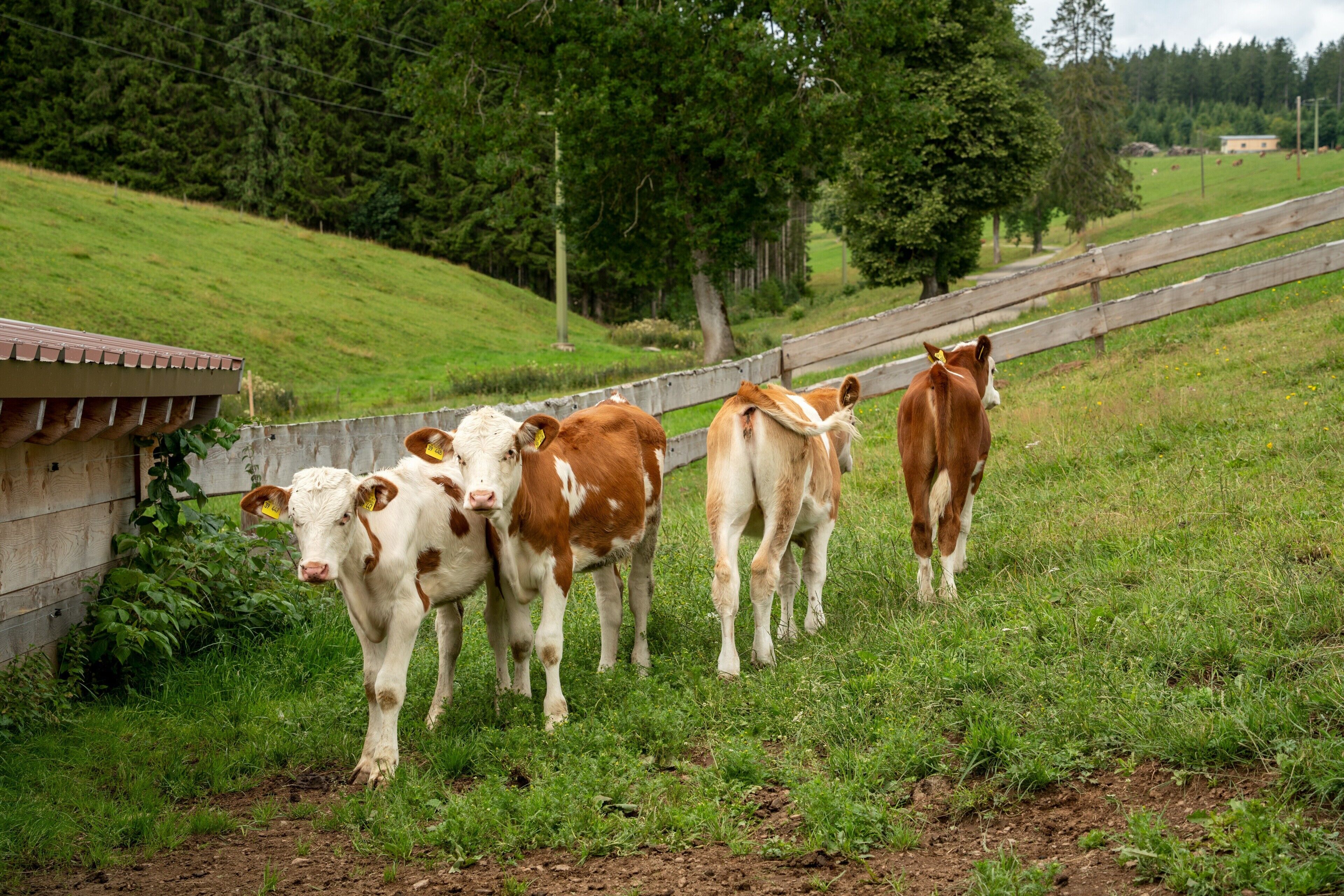 Un groupe de vaches dans un champ verdoyant, avec une clôture en bois et un bâtiment en arrière-plan.