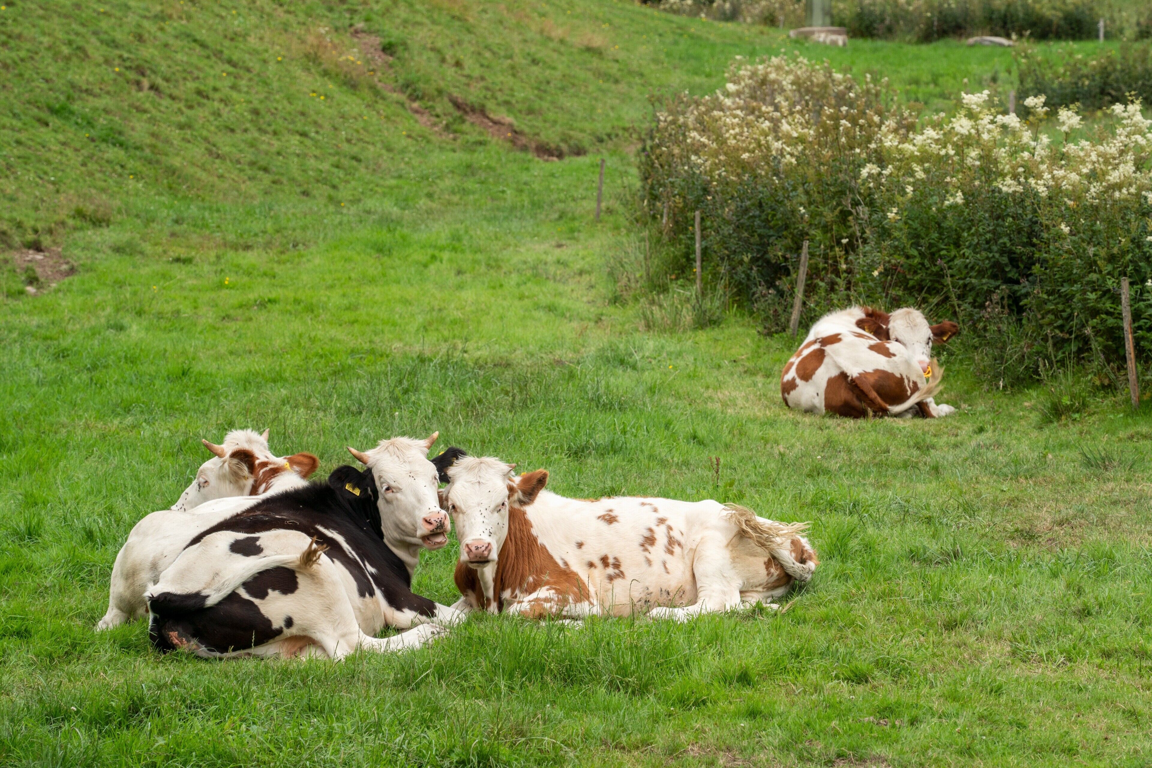 Een groep koeien die uitrusten op een grasveld met een heuvel op de achtergrond.