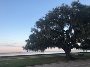 Un gran árbol con musgo español, un área con césped y una masa de agua al fondo.
