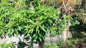 A tree with green leaves and a brown trunk, surrounded by a wire fence and some rocks. - Tropical Paradise Retreat in Soufriere (Soufriere)