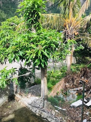 House | Property grounds - Tropical Paradise Retreat in Soufriere (Soufriere)