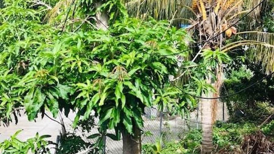 Tropical Paradise Retreat in Soufriere