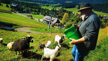 A rural landscape with a person feeding sheep, a green bucket, and a scenic view of houses and hills in the background.