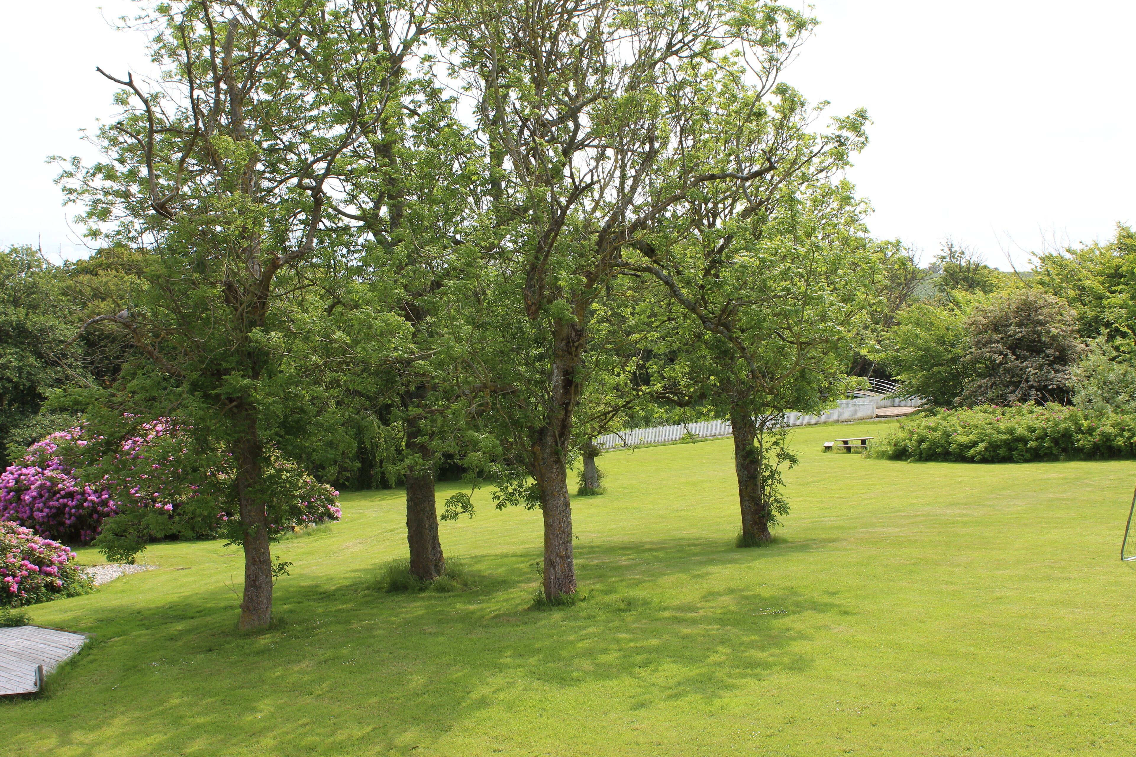 Un espace extérieur verdoyant, avec des arbres et un banc.