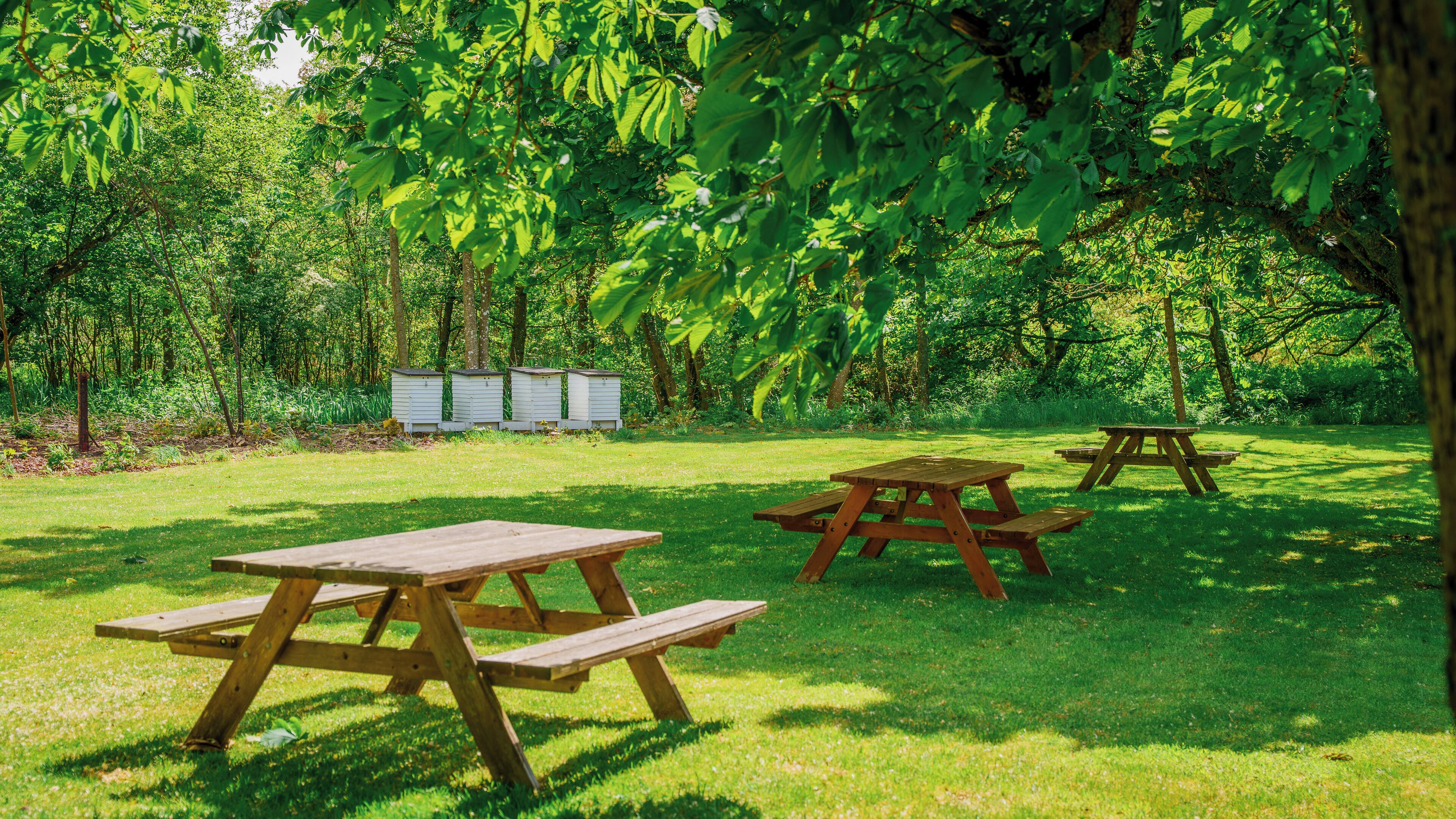 Un área de picnic con mesas y bancos de madera, rodeada de abundante vegetación y árboles.