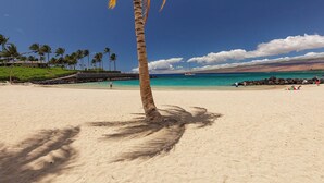 A beach with a palm tree, clear turquoise water, and a rocky shoreline.