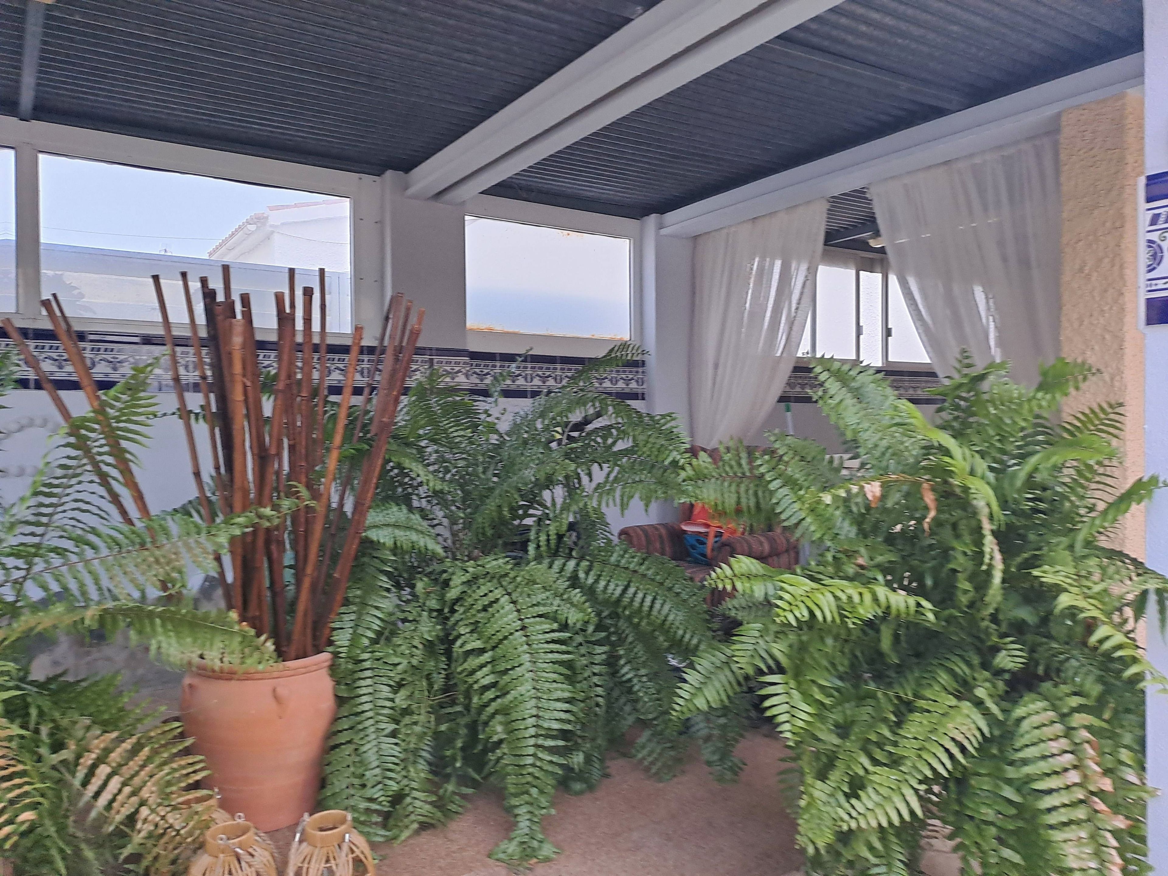 Una habitación con ventilador de techo, una planta en maceta y un sofá.