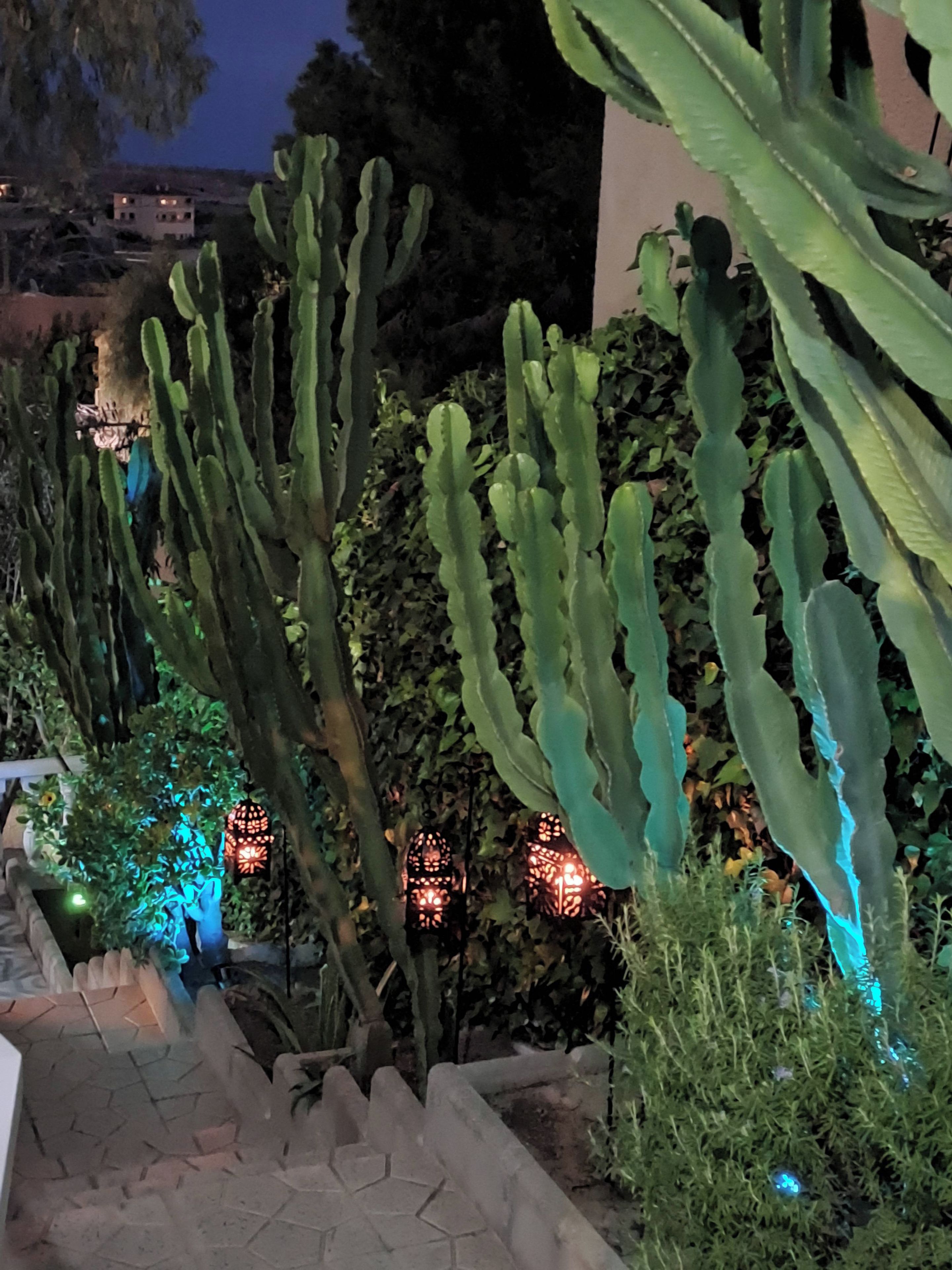 A garden with large cacti and decorative lanterns.