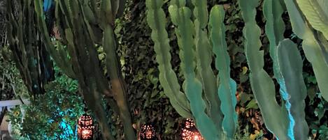 A garden with large cacti and decorative lanterns.