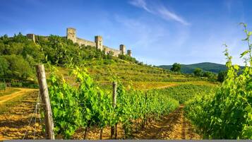 Un vigneto con filari di viti e un castello su una collina sullo sfondo.