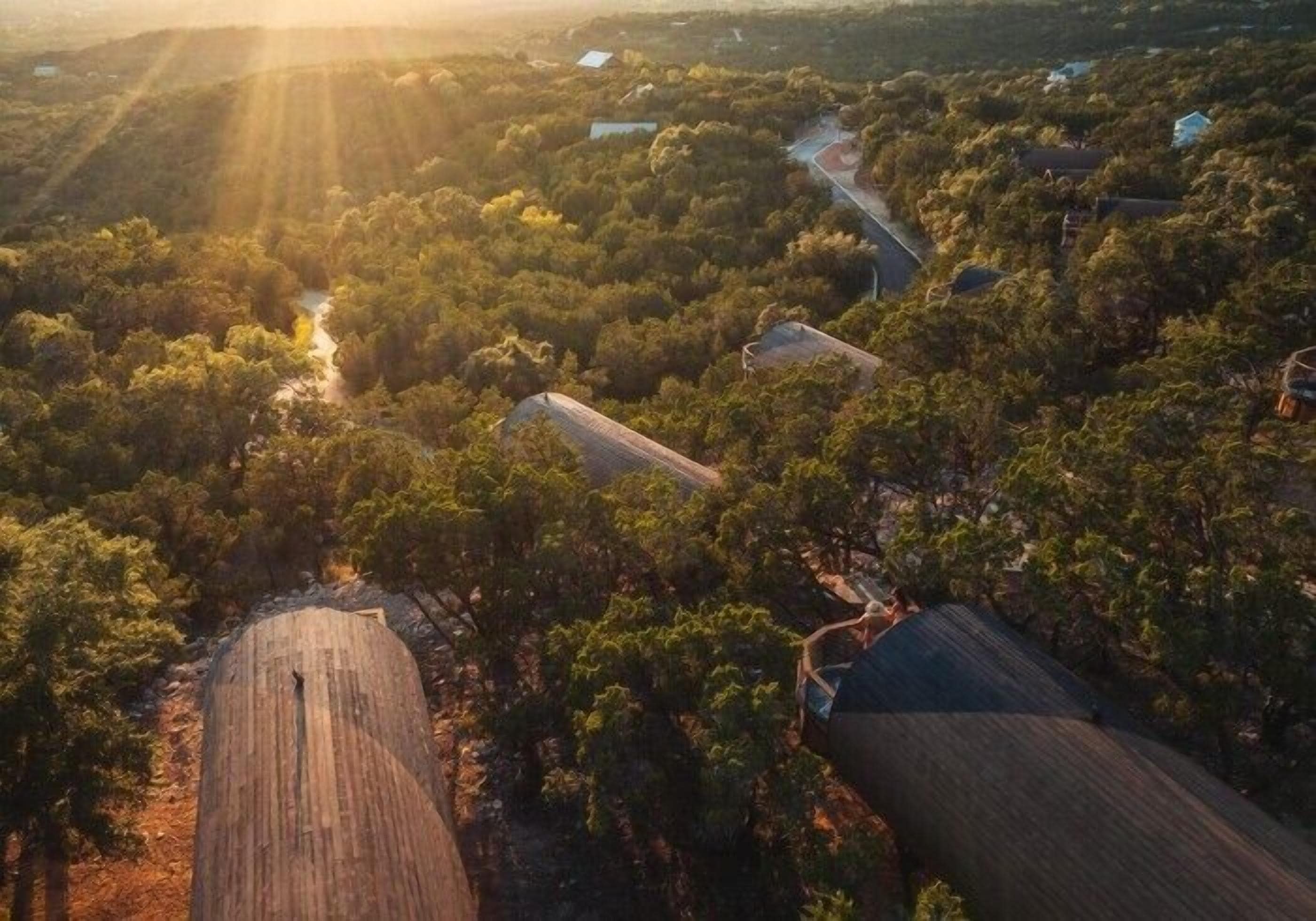 Vista aérea de un viñedo con hileras de vides y un camino sinuoso.