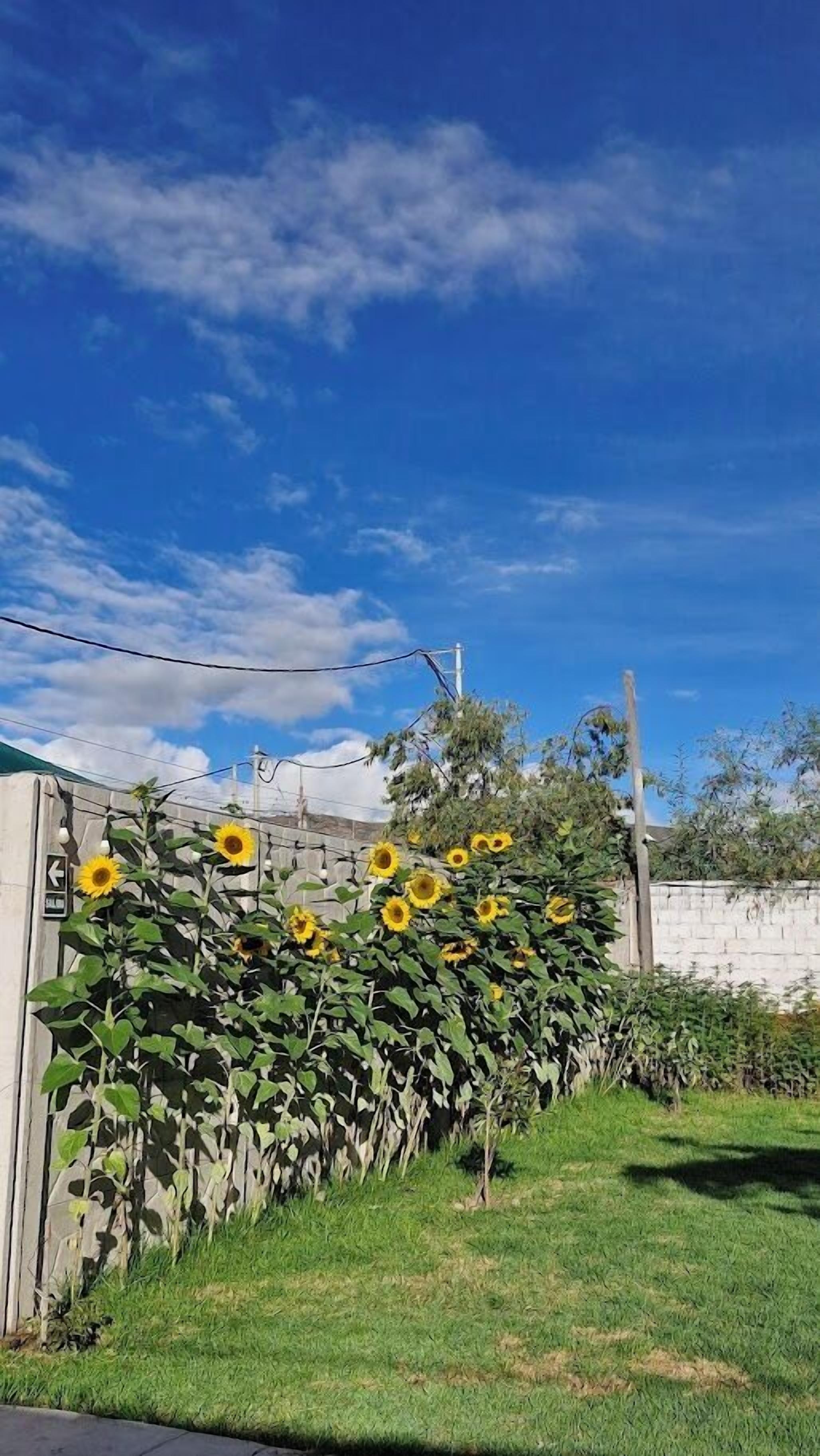 Un jardín con girasoles y un cielo azul despejado.