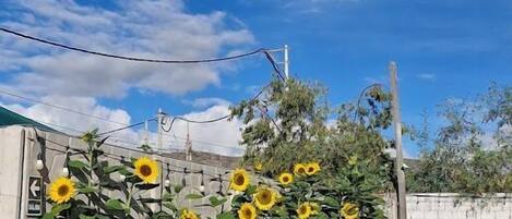 Un jardín con girasoles y un cielo azul despejado.