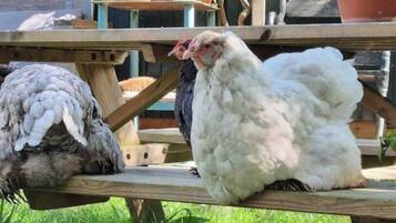 A wooden bench with chickens on it.
