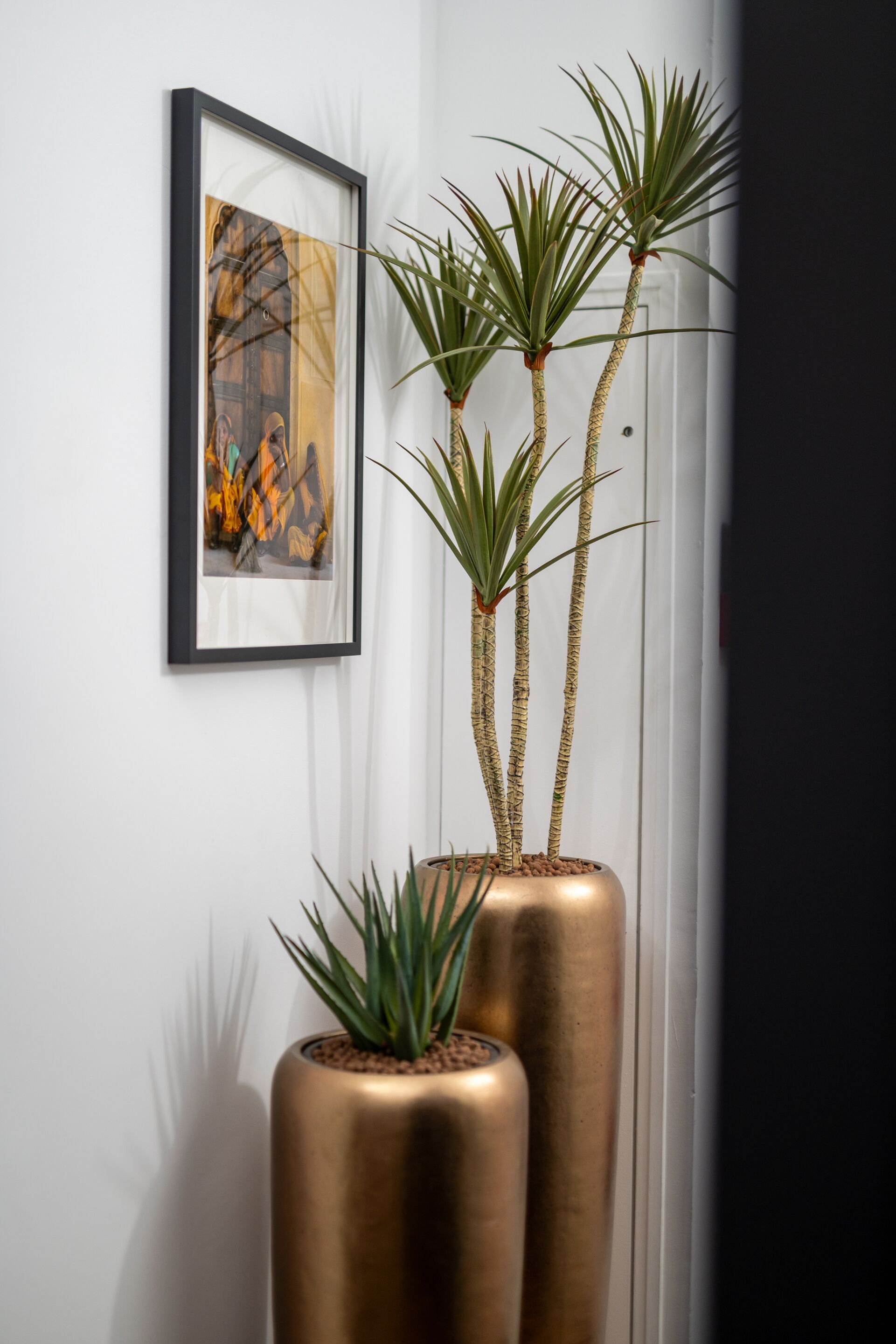 A framed artwork on a white wall, two tall potted plants with green foliage, and a smaller potted plant with blue leaves.