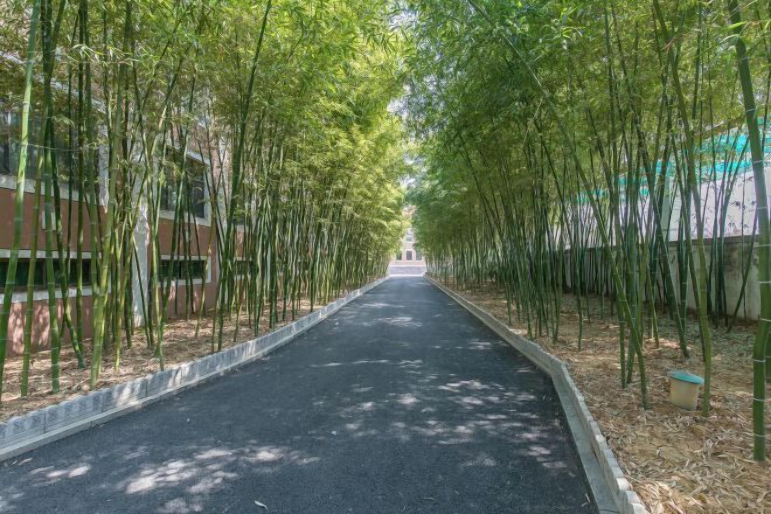 Un sentiero circondato da alte canne di bambù che conduce all'ingresso di un edificio.