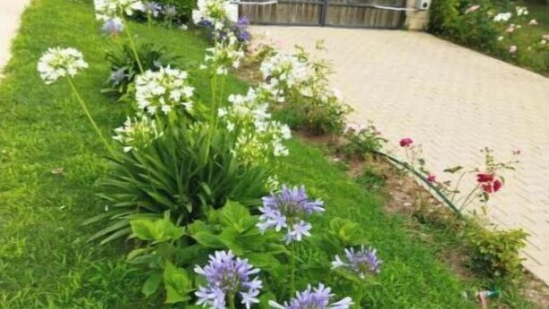 A garden with a variety of flowers and a wooden gate.