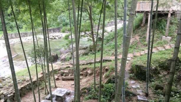 A natural setting with bamboo trees, a stone pathway, and a wooden structure. - Xing'an Mao'er Mountain Bamboo Xiyuan (Xing'an County)