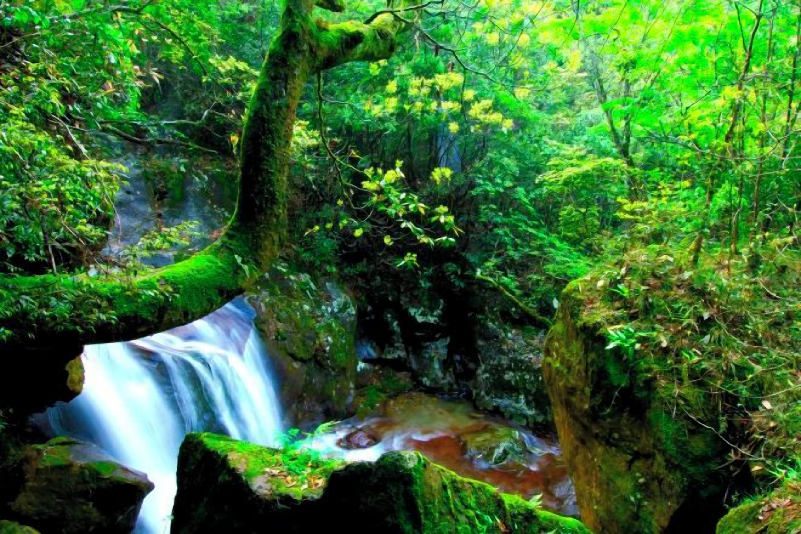 A waterfall in a forested area with moss-covered rocks and dense greenery.