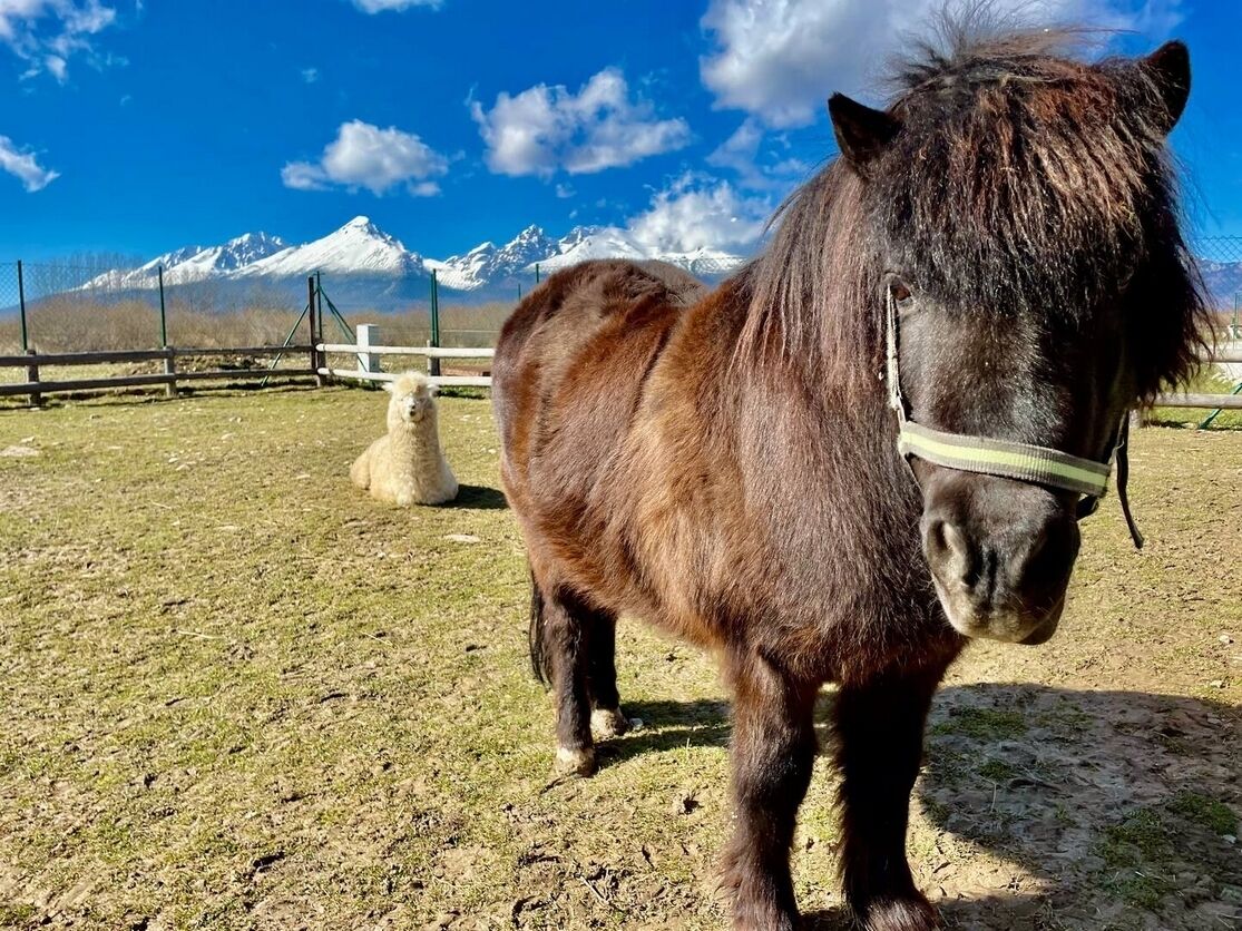 Ein Pferd in einem eingezäunten Bereich vor einer Berglandschaft.