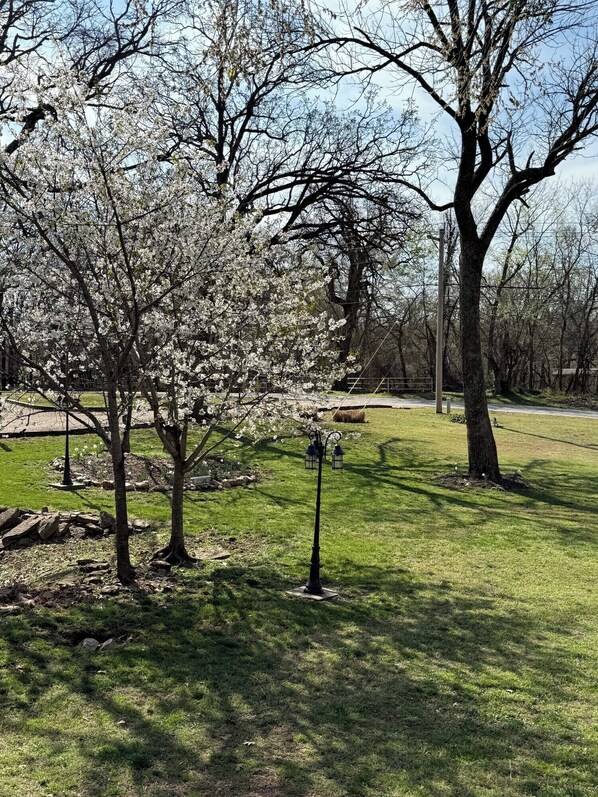 A park with cherry blossom trees, a lamppost, and a grassy area.