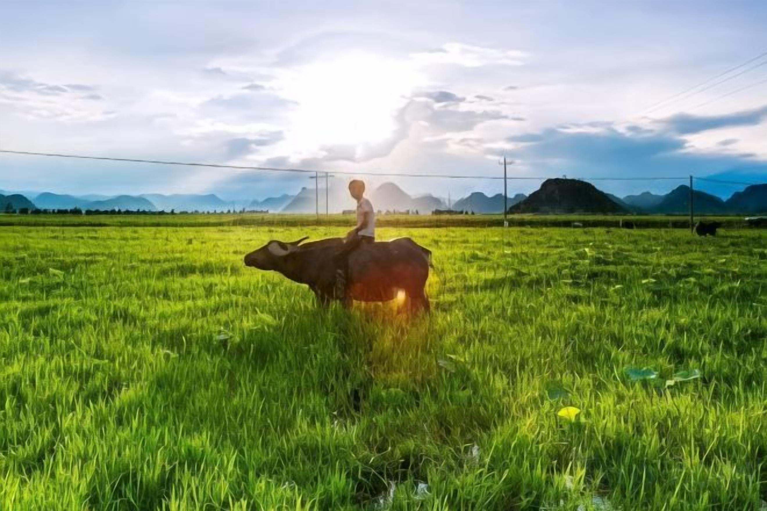 Une personne chevauche une vache dans un champ herbeux, avec des montagnes en arrière-plan.
