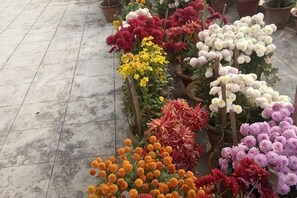 A variety of potted flowers arranged in rows on a tiled floor. - Fully Furnished Ish, Atithya Homestay with Various Amenities in Lucknow, India (Lucknow)