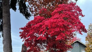 Una casa con un arce rojo en el frente, un camino de grava y un césped bien cuidado.