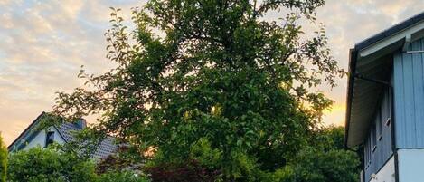 A tree in a backyard with a swing set and a house in the background.