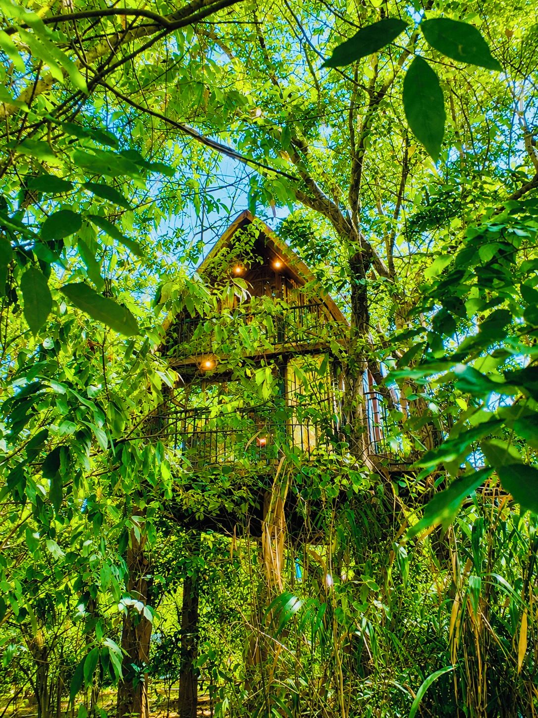 A treehouse structure surrounded by dense foliage.