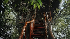 A wooden staircase built into a tree, surrounded by dense foliage. - Dudley Nature Resort  (Habarana)