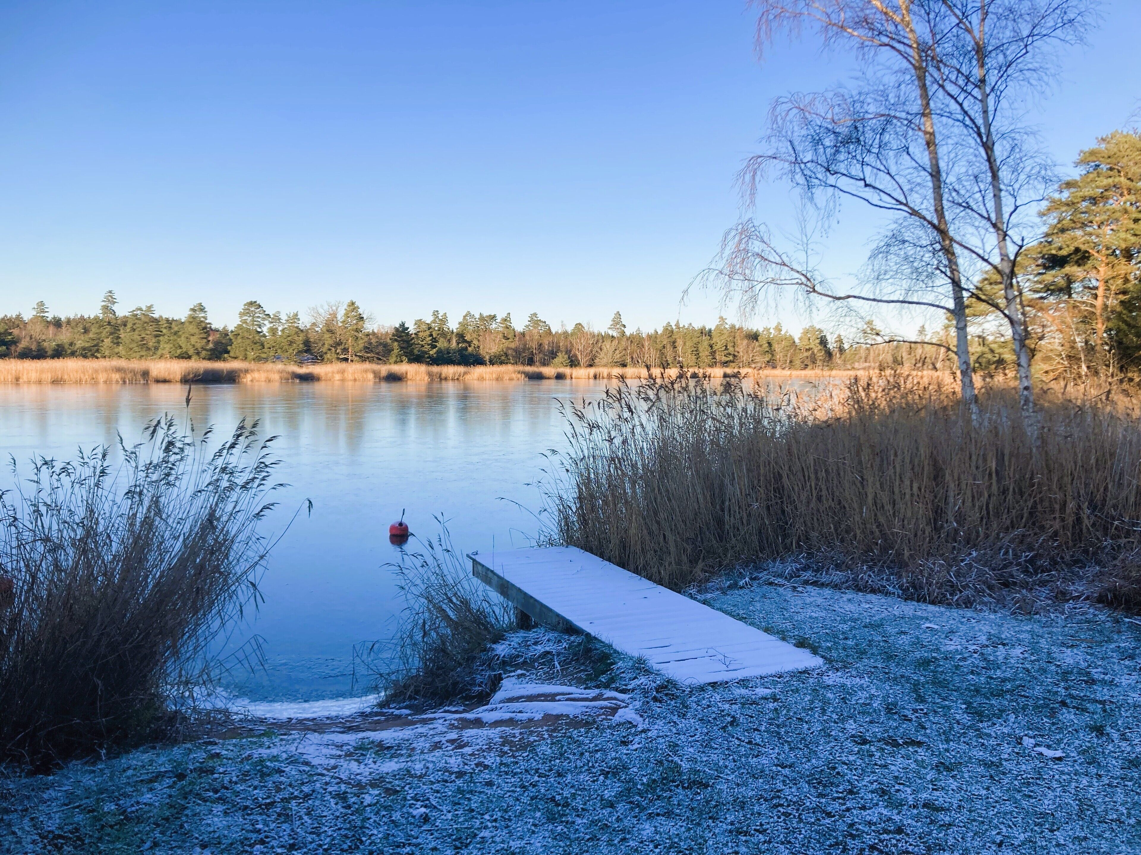 A serene lakeside scene with a wooden dock extending into the water, surrounded by tall grasses and trees.