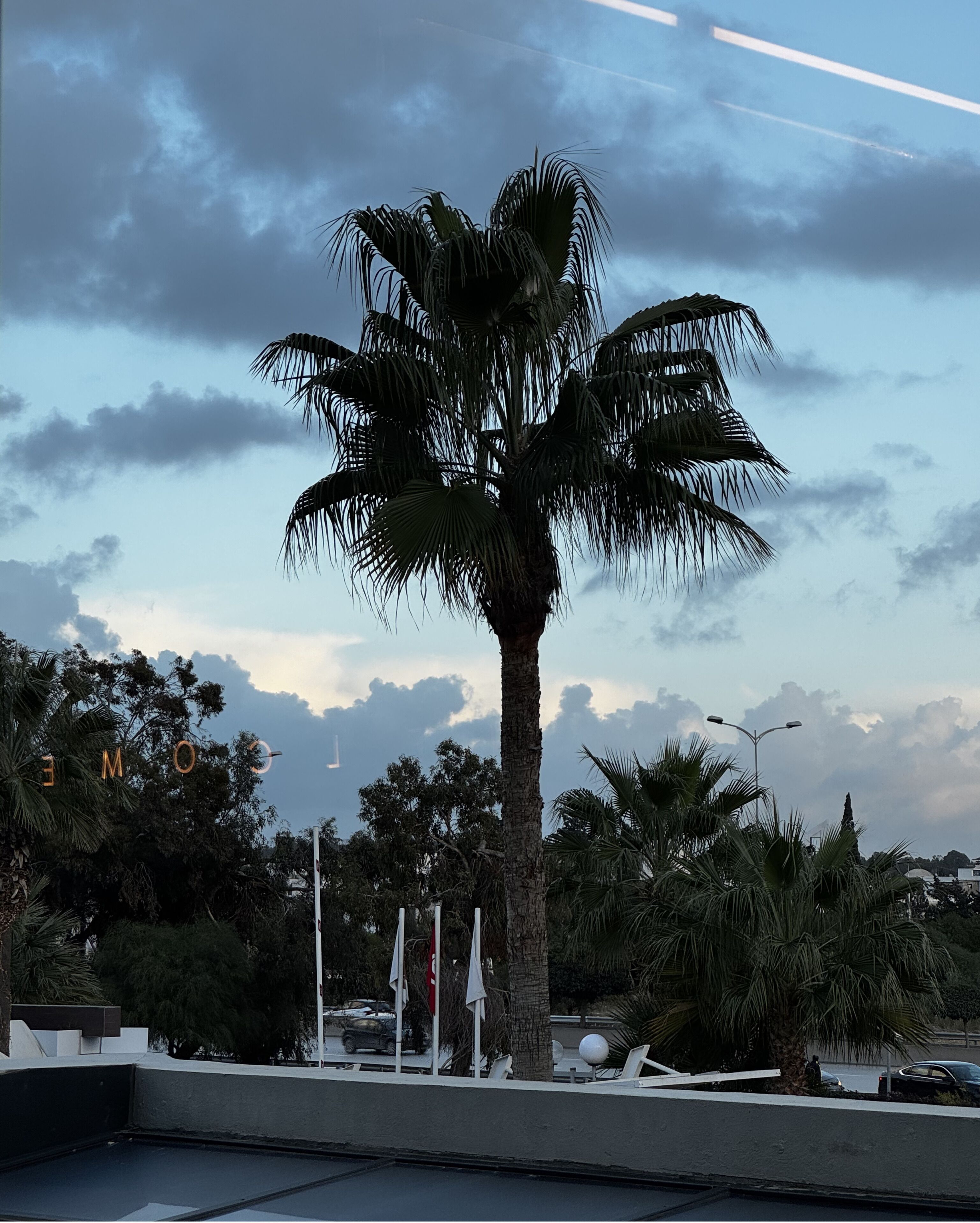 A palm tree, street lamps, and a clear sky.