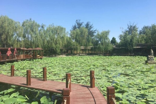 A wooden boardwalk over a pond with lily pads, surrounded by trees and a statue.