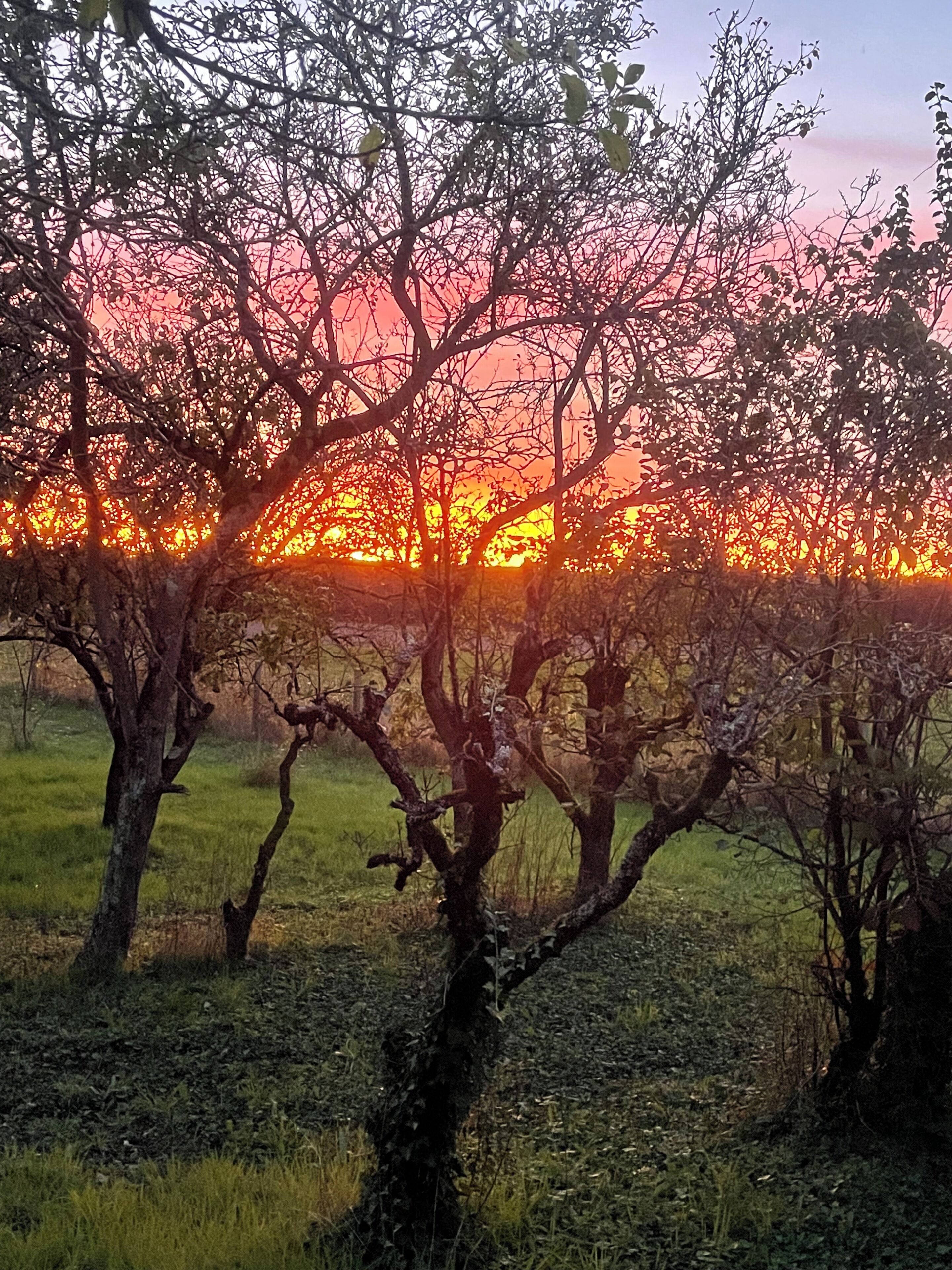 Een landschap met bomen en een ondergaande zon.