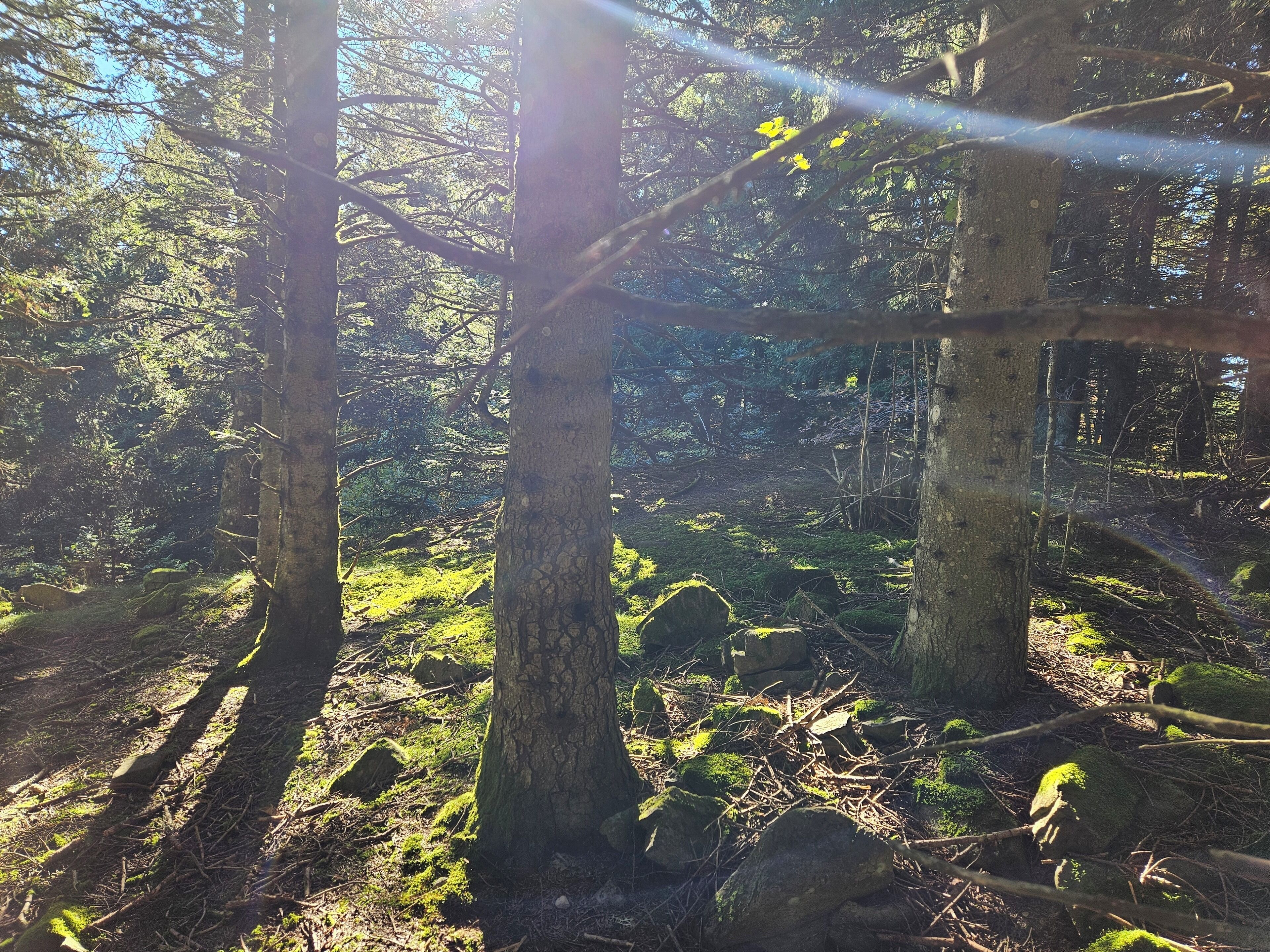 Une forêt où la lumière du soleil filtre à travers les arbres.