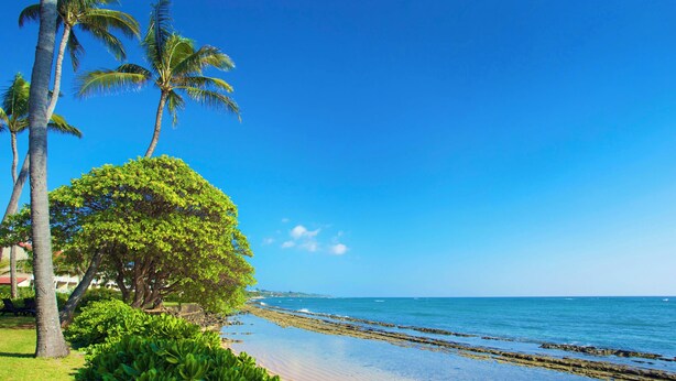 A beach with palm trees, clear blue sky, and calm sea. - Privacy, Ocean View! Modern Kitchen, WiFi, Flat Screen, Lanai–Kauai Kailani K212 (Kapa'a)