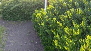 A paved pathway alongside a well-maintained hedge. - Compact and comfortable, Kompakt und Komfortabel (Bad Rothenfelde)