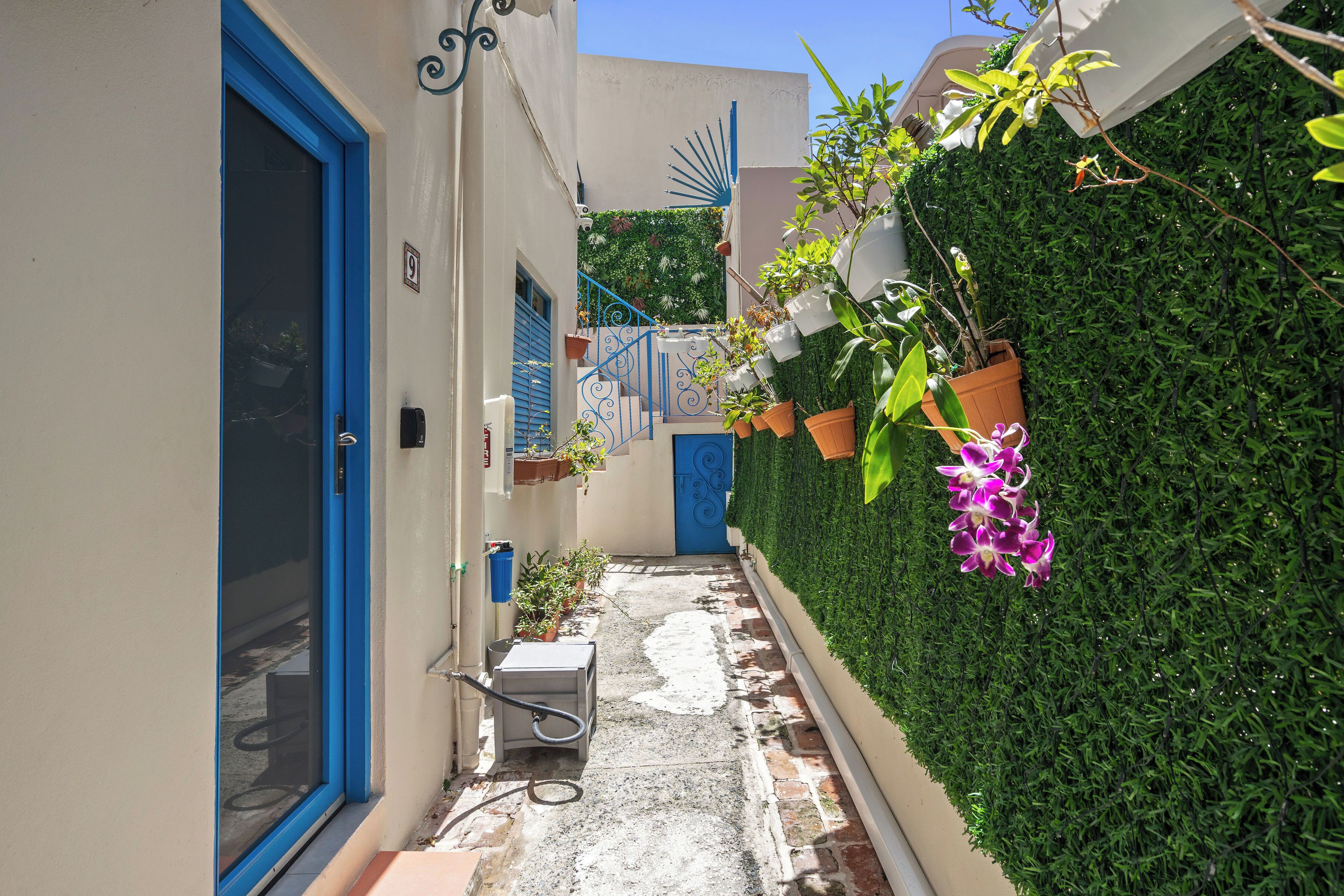 A narrow alleyway with a blue door, a white wall, and a green hedge.