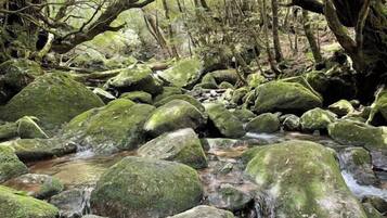 A natural stream with rocks and moss, surrounded by trees.